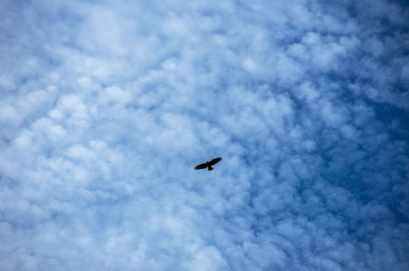 Eagle silhouette flying against the sky. Feeling of freedom.の写真素材