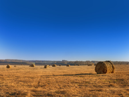 Rural landscape field meadow with hay bales after harvest in sunny evening at sunset or sunrise in late summer. Blue sunny sky.の写真素材