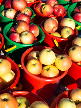 Buckets with apples after harvest. Fill the entire frame.の写真素材