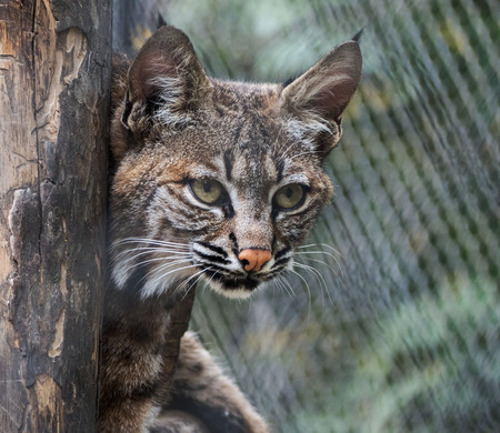 The Asiatic wildcat is a wildcat subspecies that occurs. Also known as the Asian steppe wildcat and Indian desert cat.の写真素材