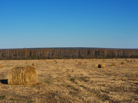 Rural landscape field meadow with hay bales after harvest in sunny evening at sunset or sunrise in late summer. Blue sunny sky.の写真素材