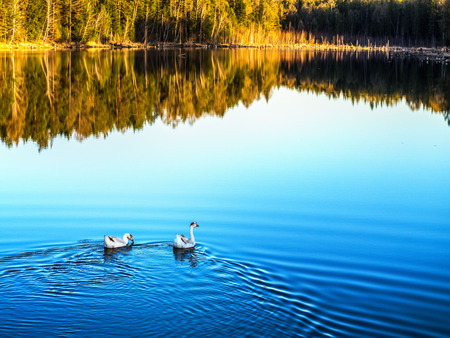 Autumn landscape. Two goose swim in the lake. Reflection of trees in the water.の写真素材