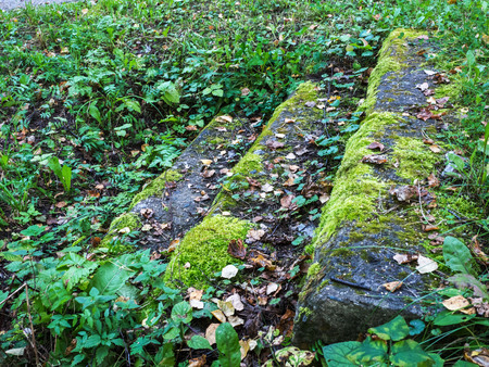 Stairs covered with moss, plants beside the stairs.の写真素材