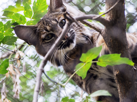 Eurasian Lynx, portrait of wild cat hidden in the branches of trees. Wild animal hidden in nature habitat. Lynx between two tree trunks. Head portrait of lynx.の写真素材