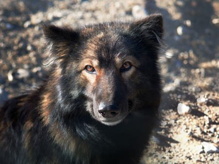 Portrait of a dog with intelligent eyes and a wet nose. A powerful Siberian dog guides the mountain ranges.の写真素材