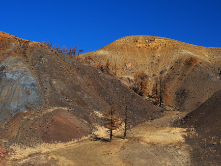 Mountain autumn landscape in a bright sunny day. Wild plants and colorful mountains.の写真素材