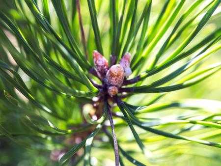 Pine kidney. Kidney coniferous tree closeup. Feels the freshness of nature.