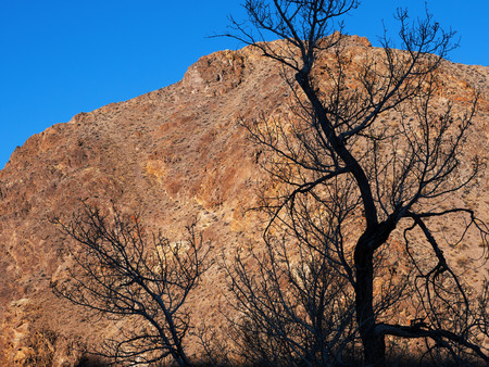 Tree silhouettes in morning mood. Orange rock of the mountain.の写真素材