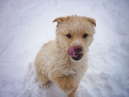 A wonderful little puppy licks the snow falling on his nose. The paws froze.の写真素材