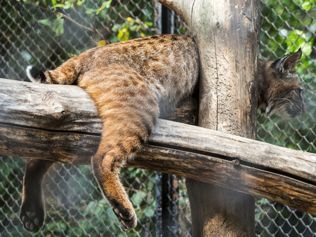 Eurasian Lynx, portrait of wild cat hidden in the branches of trees. Wild animal hidden in nature habitat. Lynx between two tree trunks. Head portrait of lynx.の写真素材