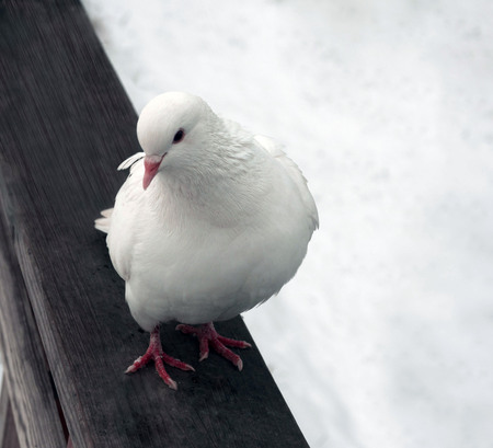 Portrait of a white dove on a bench. Winter background of snow.の写真素材