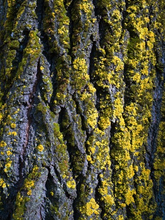 Tree bark with moss texture. Macro photography.の写真素材