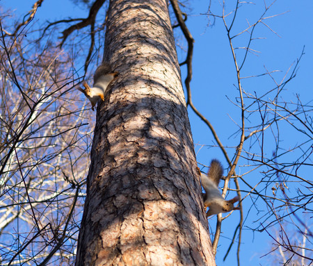 Two squirrels play on tree. Blue background. Lovely fluffy animals.