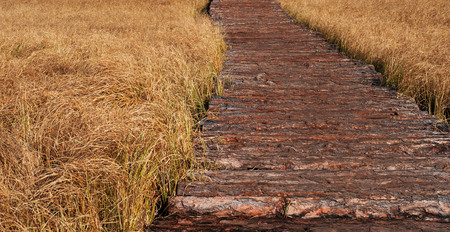 Wooden path in a field of rough boards. Autumn time.の写真素材