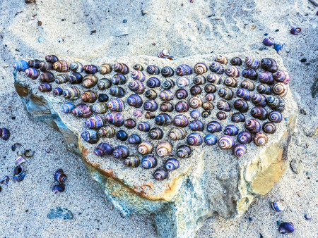 A collection of sea shells. Sandy shore.