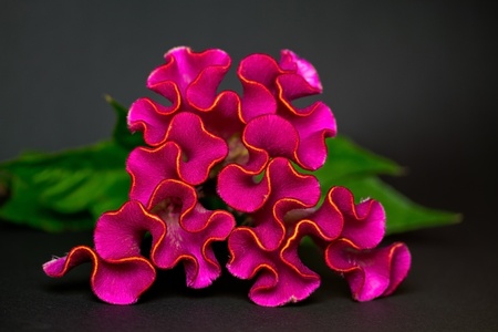 Celosia argentea, closeup against black background