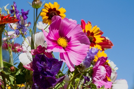 Colorful bunch of summer flowers against blue skyの写真素材