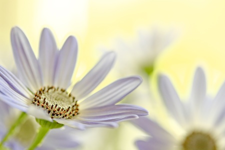 Senetti Pericallis closeup shot, open apertureの写真素材