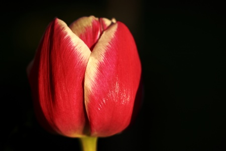 Tulip Closeupの写真素材