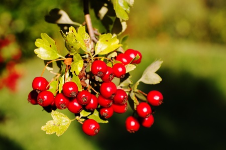 Hawthorn in autumn, seen in Italyの写真素材