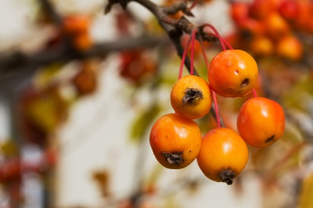 Decorative apples in autumnの写真素材