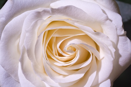 Rose blossom closeupの写真素材
