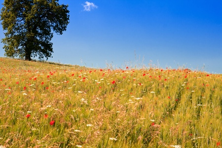 Poppy field in central Italy against clear blue skyの写真素材