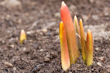 Shoots of spring flowersの写真素材