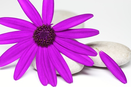 Senetti Pericallis Closeup, isolatedの写真素材