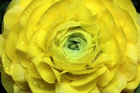 Ranunculus Asiaticus, Closeup
