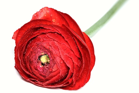 Ranunculus Asiaticus, Closeup