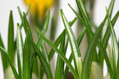 Leaves of crocus flowersの写真素材