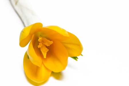 Crocus stativusの写真素材