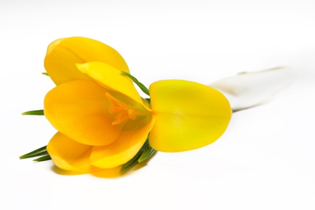 Blooming crocus flowers, isolatedの写真素材