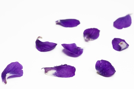 Purple Violets, isolated on white backgroundの写真素材