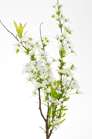 Spirea (meadowsweet) Closeupの写真素材