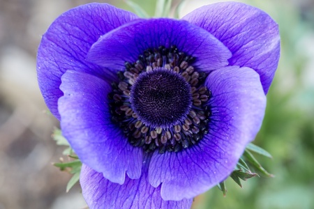 Poppy anemones (Anemone Coronaria)の写真素材