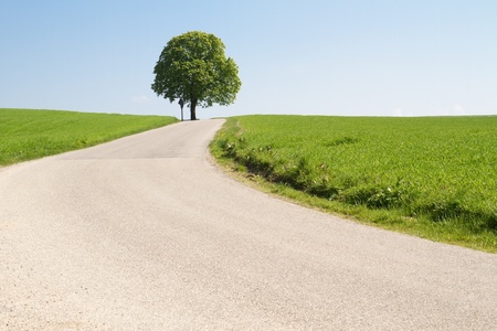 Chestnut tree on a country road in Bavariaの写真素材