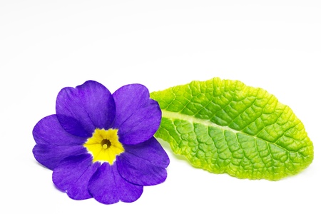Primrose (Primula)の写真素材