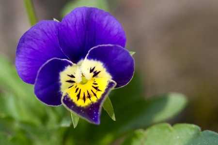 Viola cornuta (horned violet)