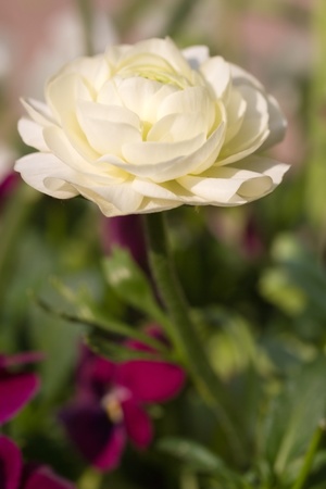 Ranunculus Asiaticus - Closeup