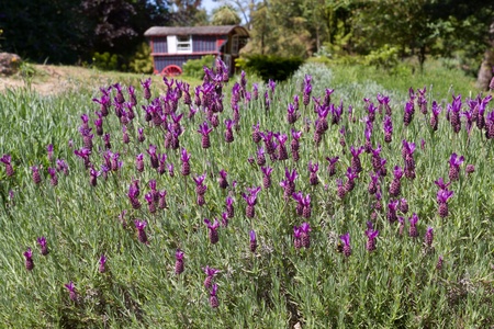 Lavender (Lavandula angustifolia) farming on the channel islandsの写真素材