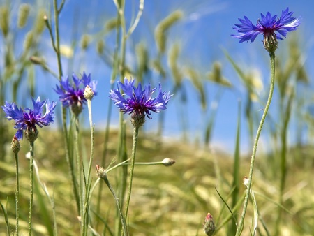 Blooming Cornflowers (Centaurea cyanus)