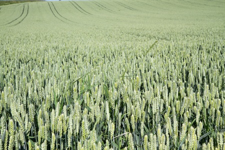 Wheat field in Bavaria, Germany, format filling