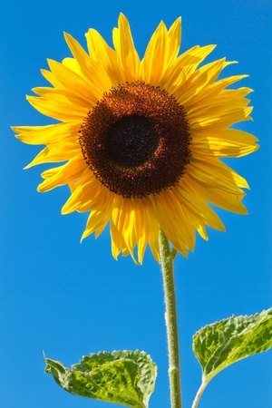 Blooming Sunflower (Helianthus) in a fieldの写真素材