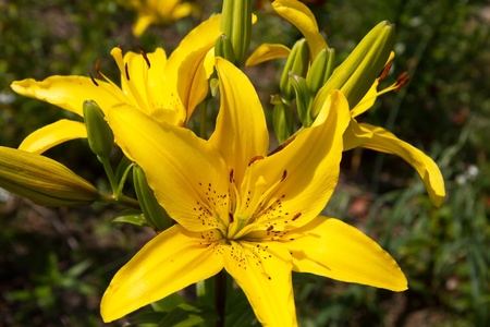 Lily (lilium) flower closeupの写真素材