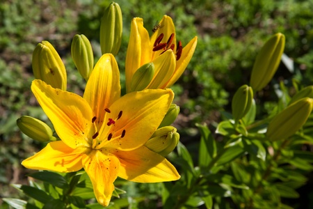 Lily (lilium) flower closeupの写真素材