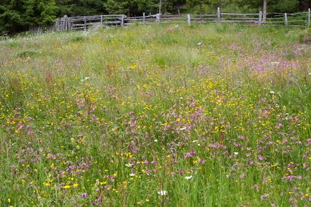 Alpine meadow with beautiful flowers and fenceの写真素材