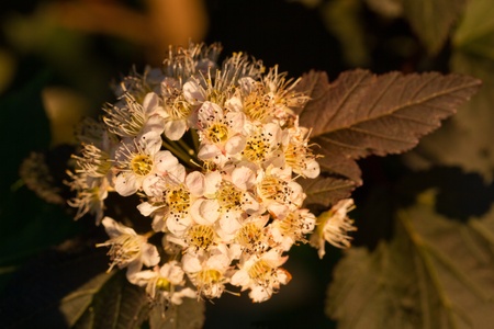 Blooming Ninebark (Physocarpus opulifolius) in a gardenの写真素材