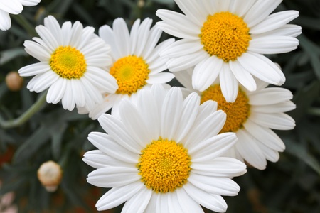 Blooming oxeye daisy (Leucanthemum)の写真素材